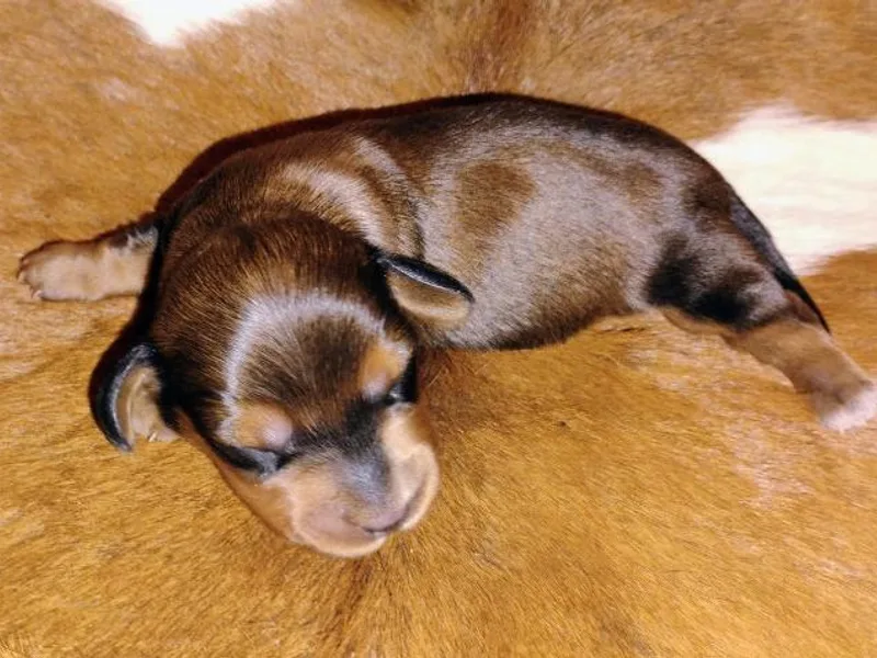 Bonner Miniature Dachshunds