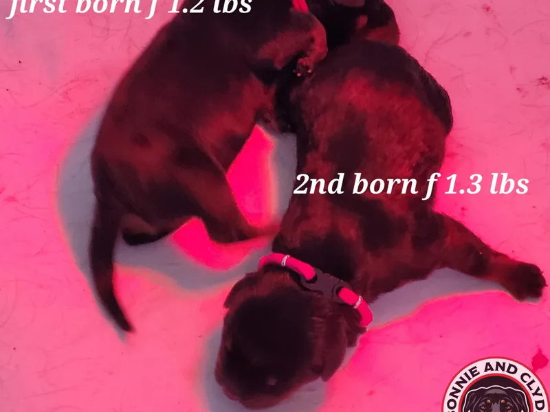 Bonnie and Clyde Rottweilers LLC