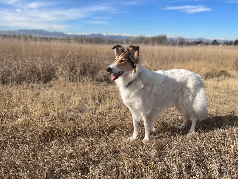 Bonnie Brae Collies