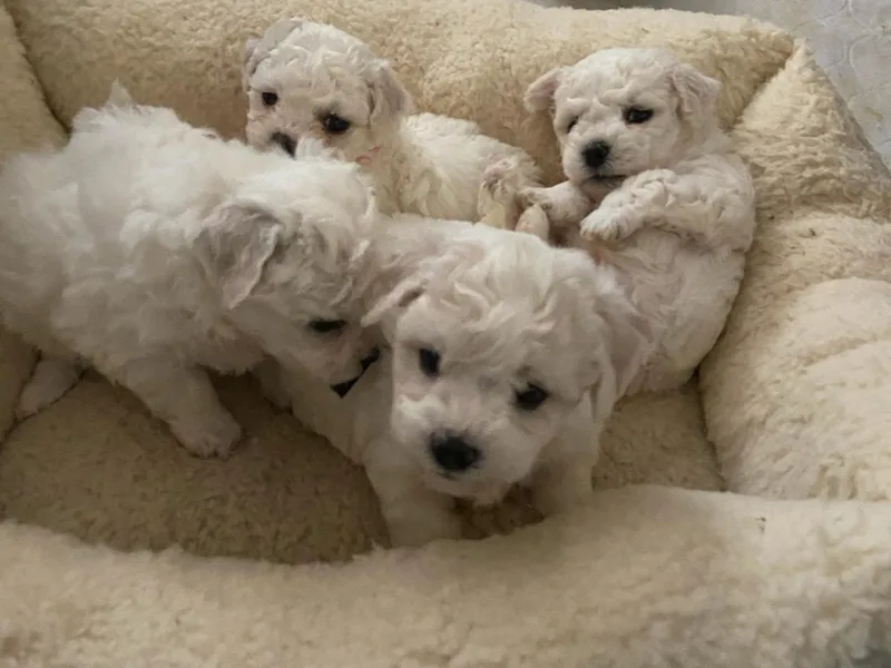 Bonnie Maes' Bichon Frise Puppies