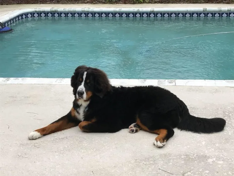 Bonnie's Bernese Mountain Dogs
