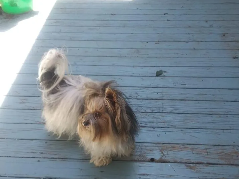 Bonnie's Biewer Terriers