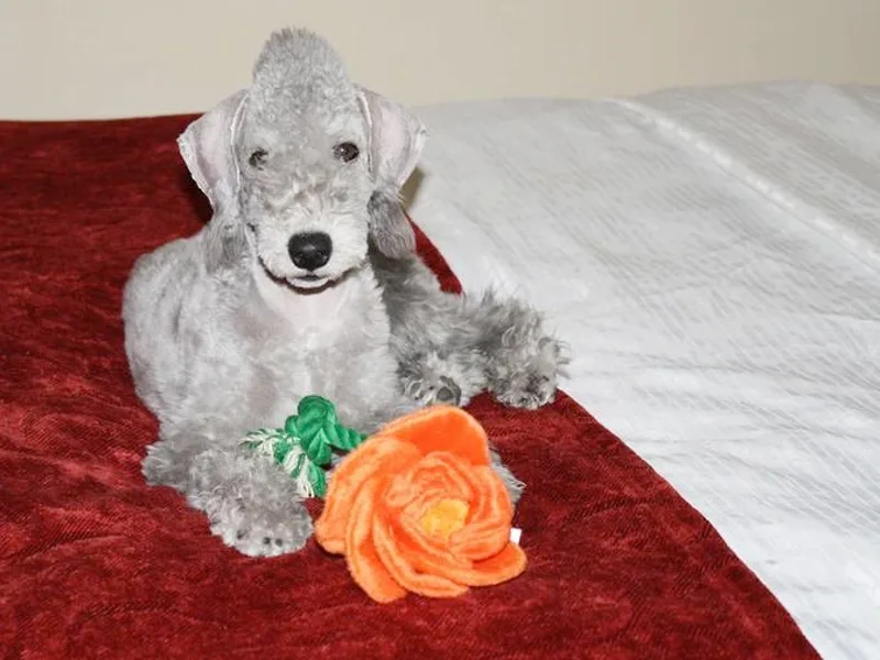 Bonnybrook Bedlington Terriers