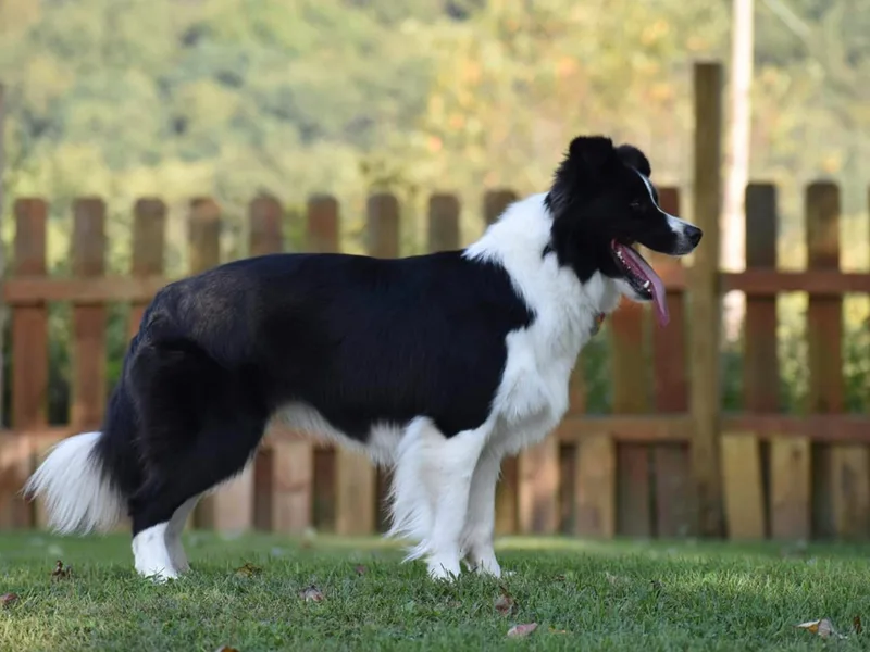 Bonnybrooke Border Collies
