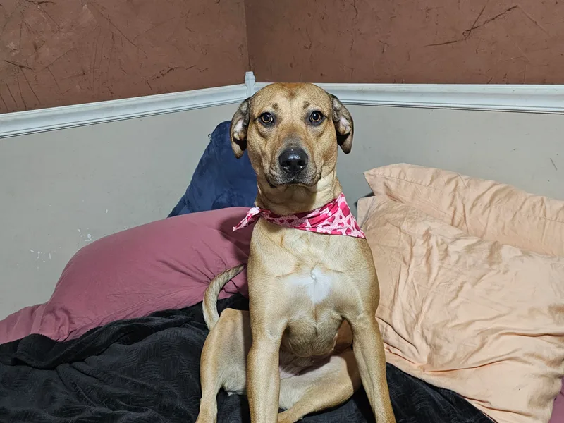 Bons Temps Catahoulas