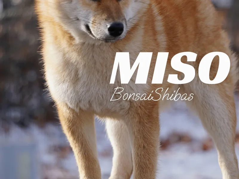 BonsaiShibas photo 1
