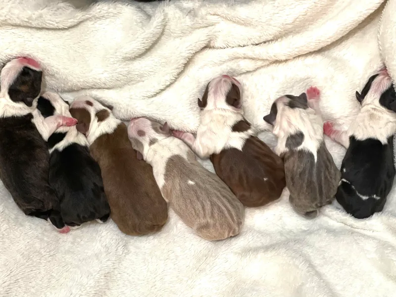 Bonze Boston Terriers