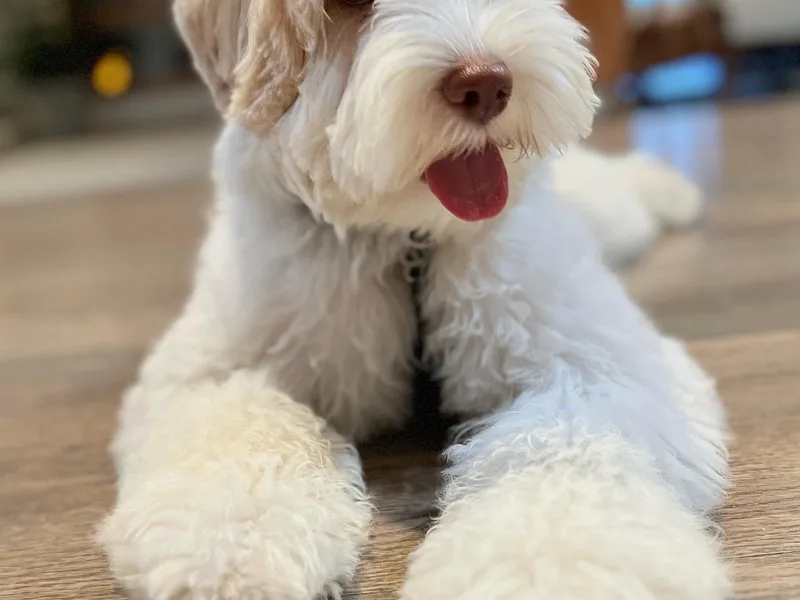 Bonzer Australian Labradoodles