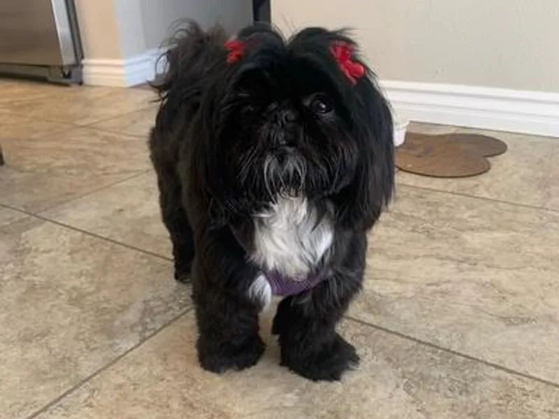 Boodaboo Shih Tzu’s