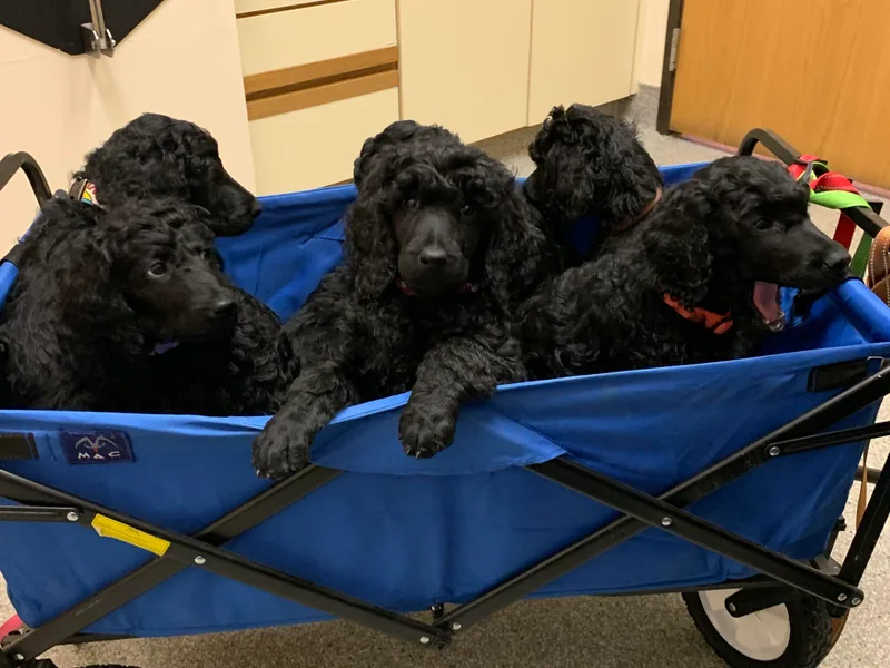 Boodle's Standard Poodles