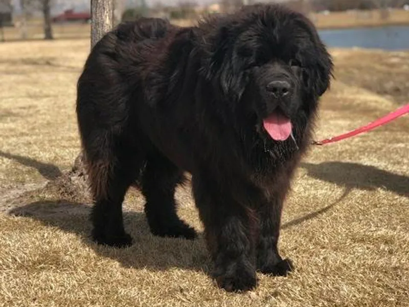 Bookcliff Newfies