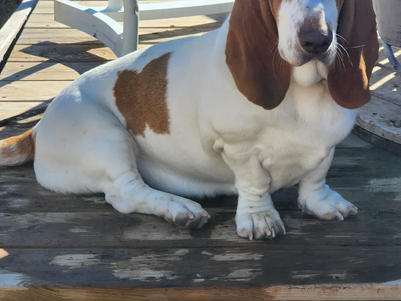 Boomer Basset Hound Babies
