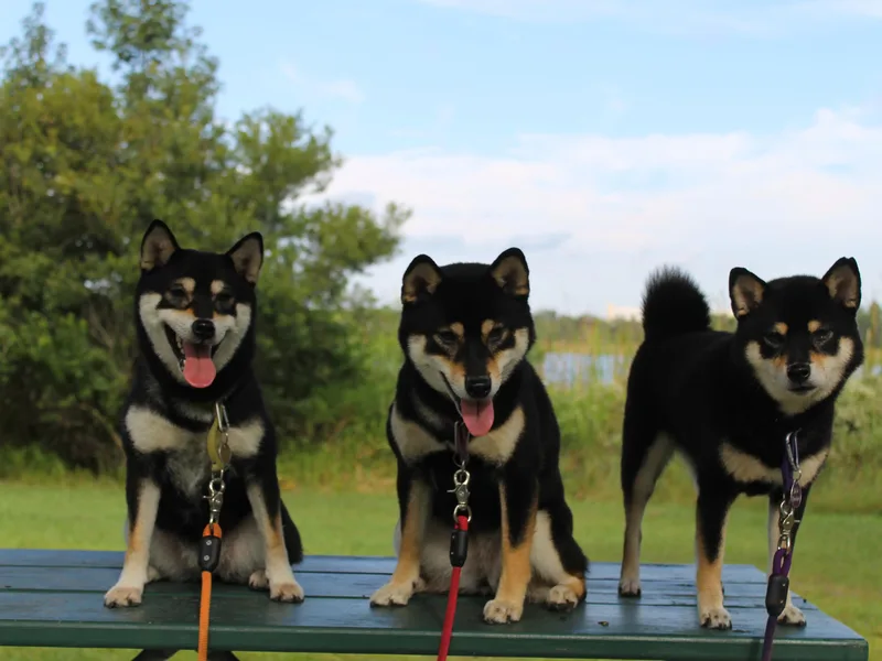 Boomlay Shiba