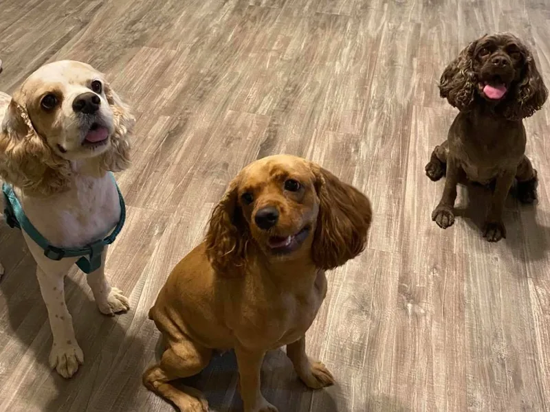 Boone Best Cocker Spaniels