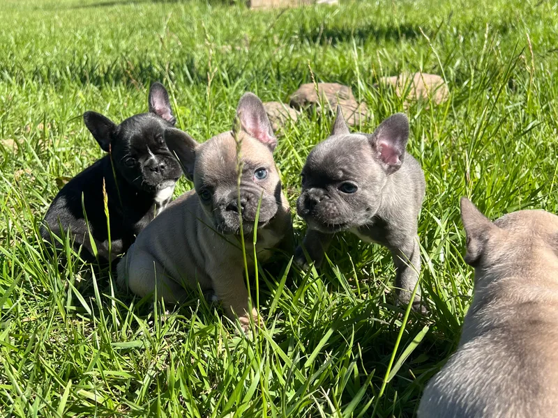 Boone County Bulldogs