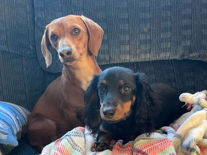 Boone Farm Dachshunds