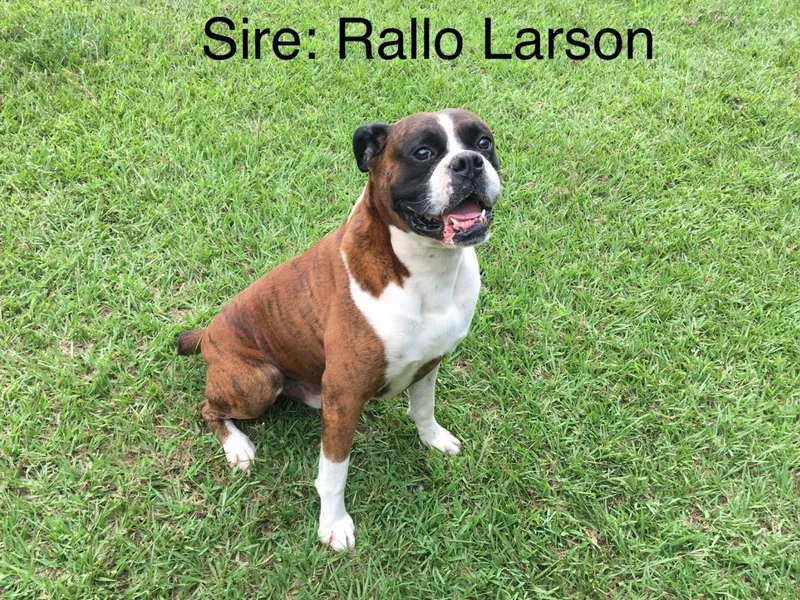 Boone’s Boxers of North Carolina