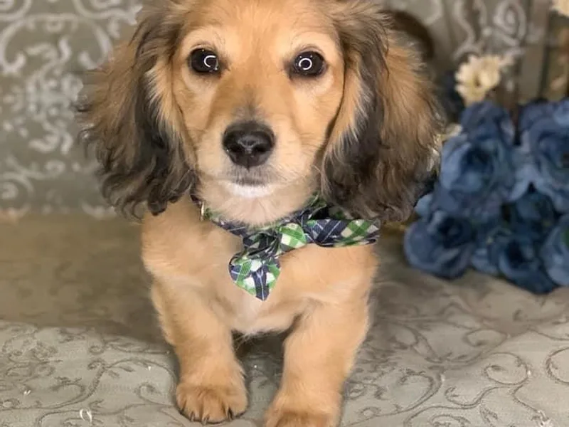 BooneDox Miniature Dachshunds