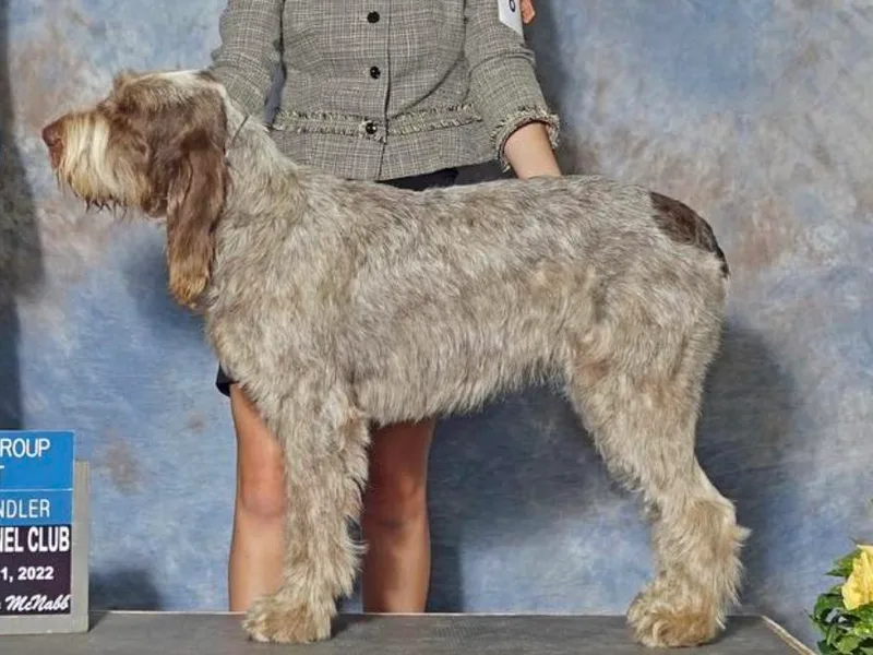 Boones Creek Spinoni