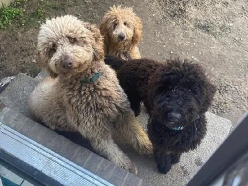 Boonville Country Doodles