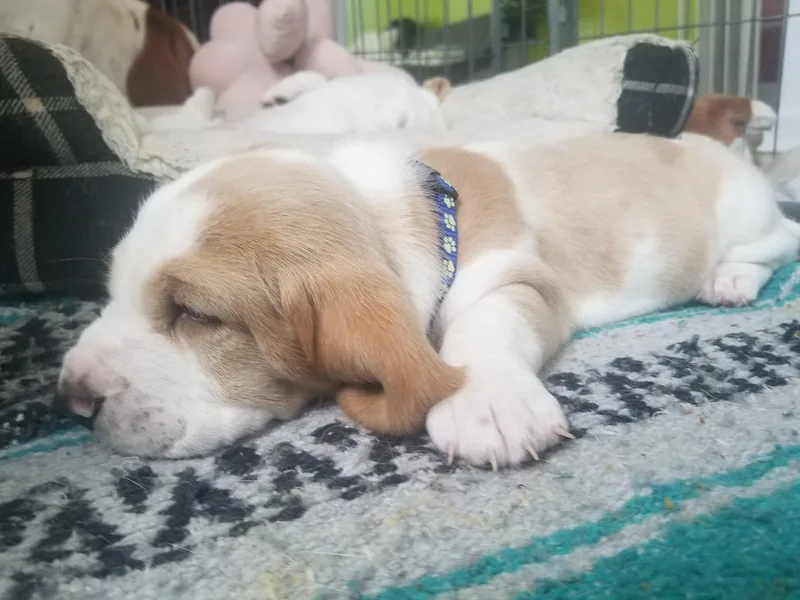 Booth's Beach Bassets