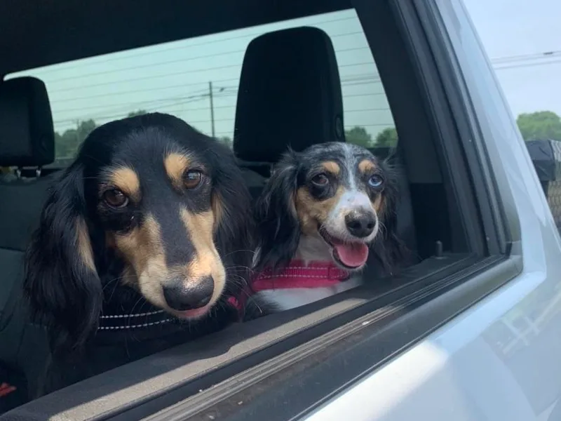 Boothe’s Dachshunds