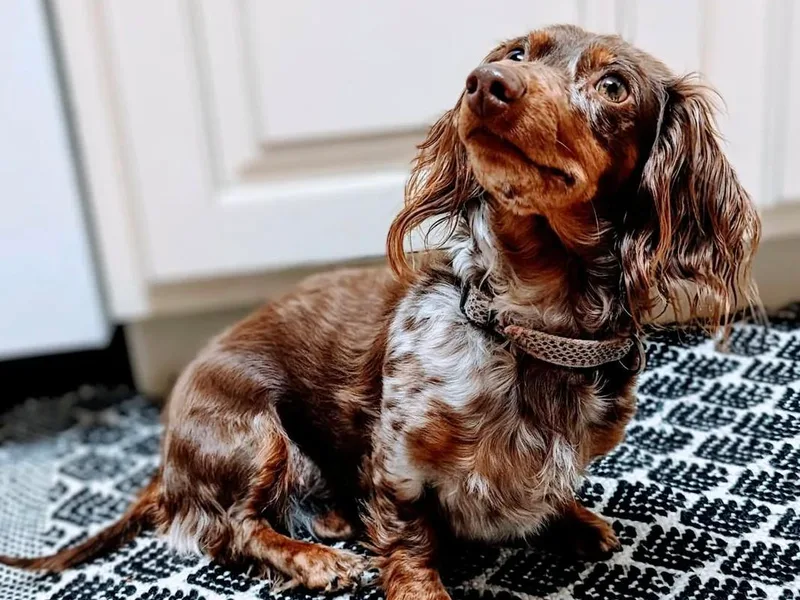 Bootheel Gems Miniature Dachshunds