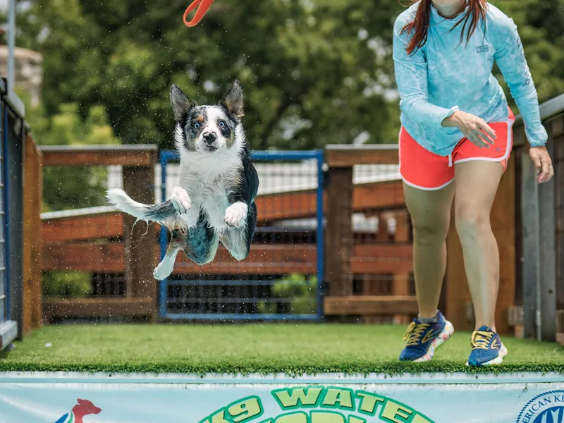 Border Collie dei Fanelli