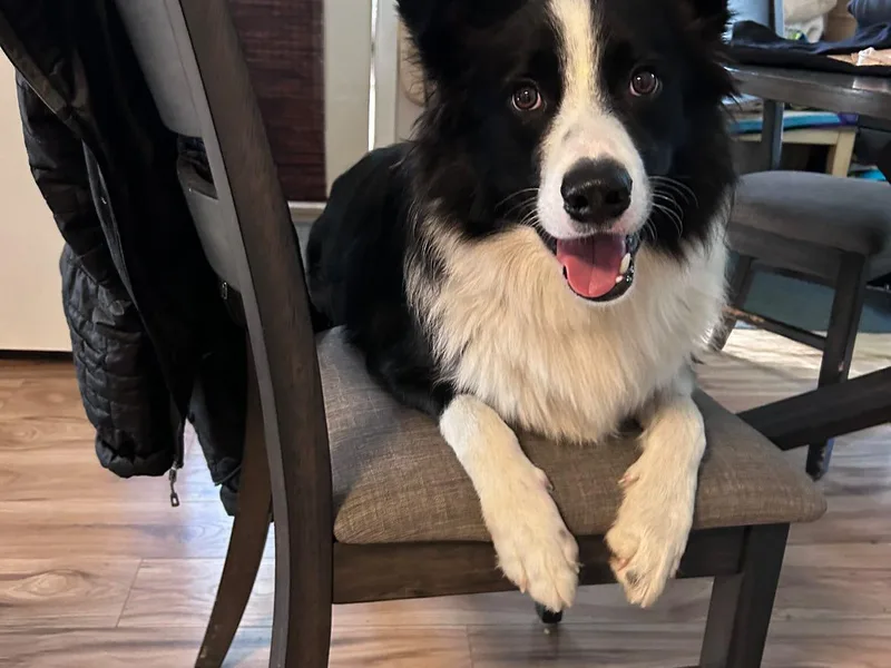 bordercollieludington