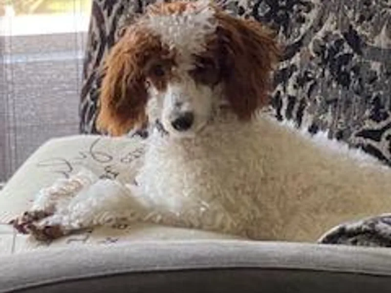 Bordertown Poodle and Rescue