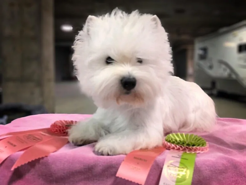 Borgo Westies