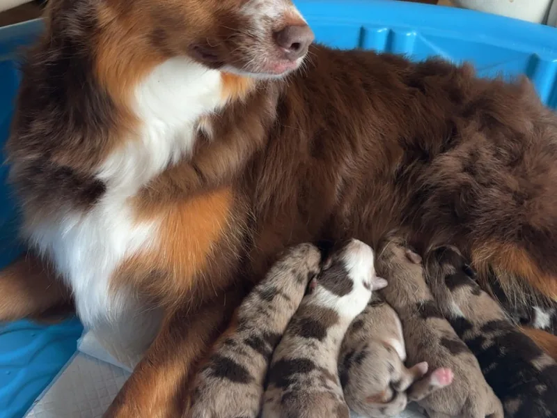 Born on the Bayou Aussies