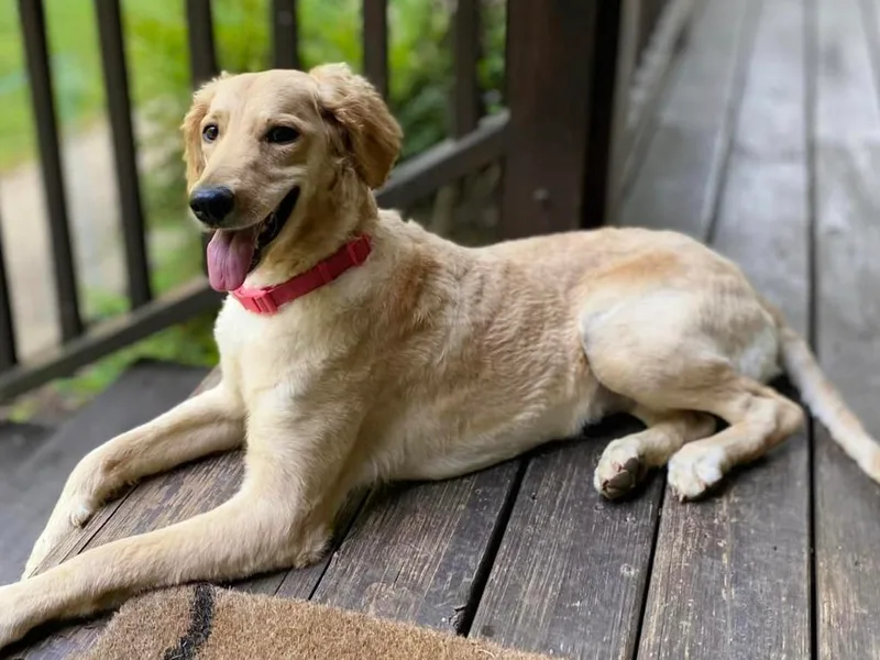 Boro Wiggles and Wags