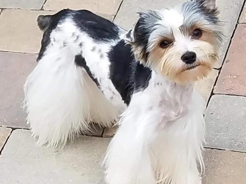 Bortolin Little Angles