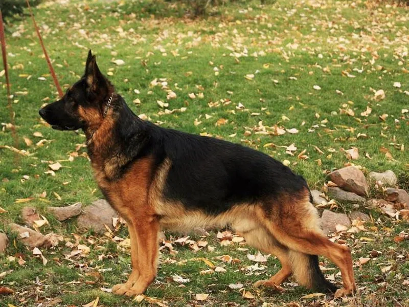 BoS German Shepherds