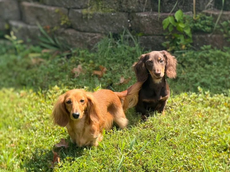 Boseiai’s Sassafras Miniature Dachshunds
