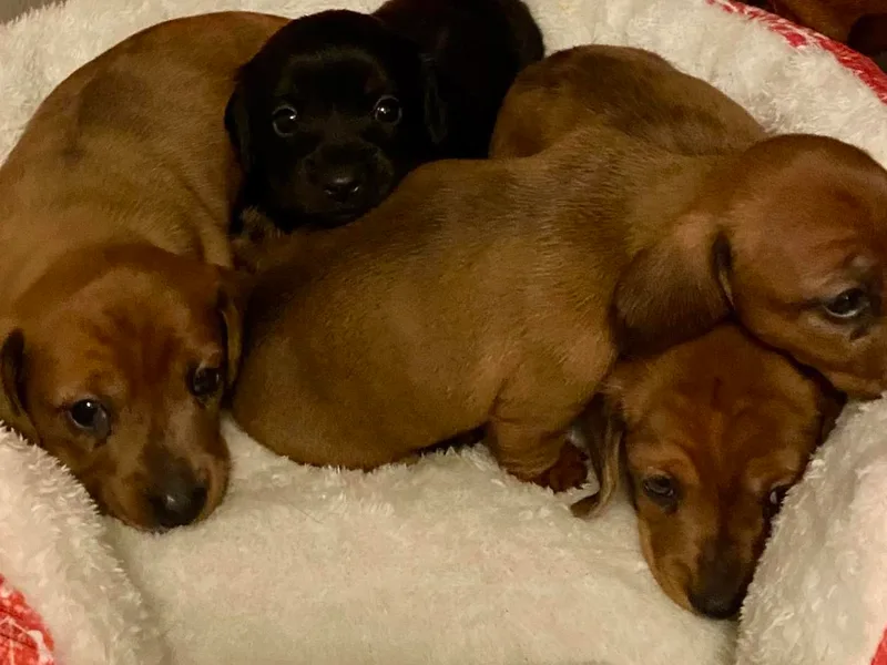 Bosley's Dachshunds