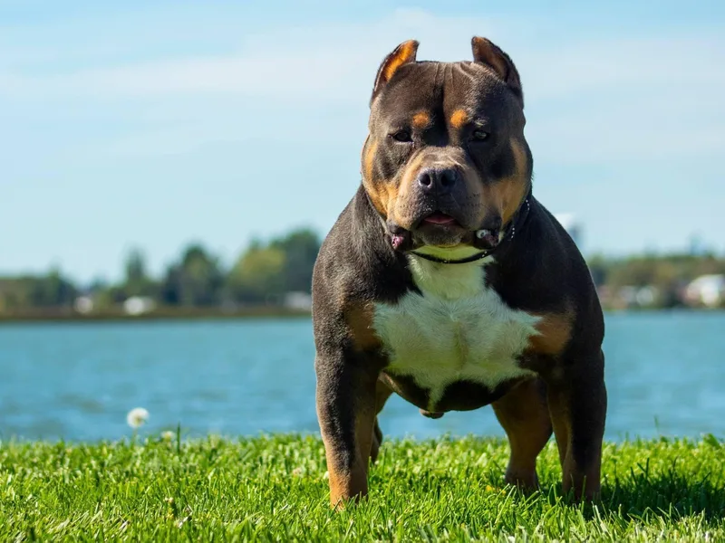 Bosnian Royal Bullies