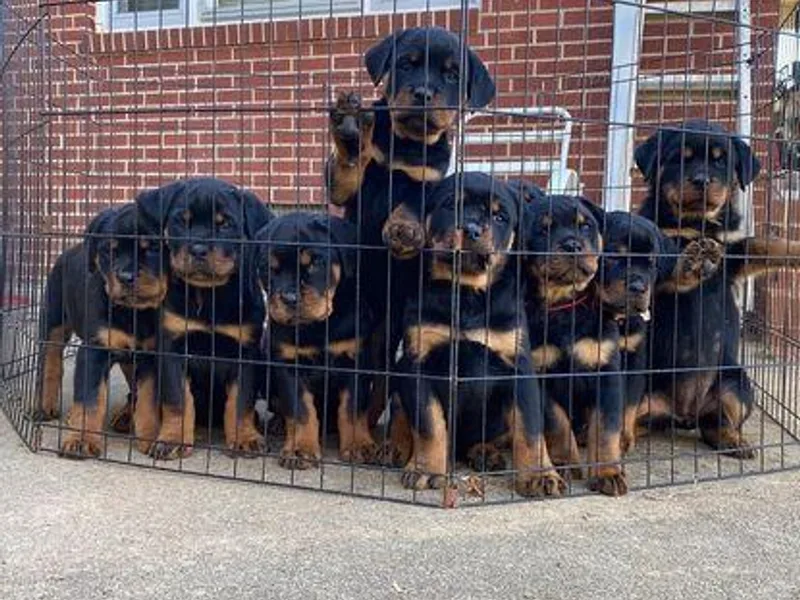 Boss Rottweiler Haus
