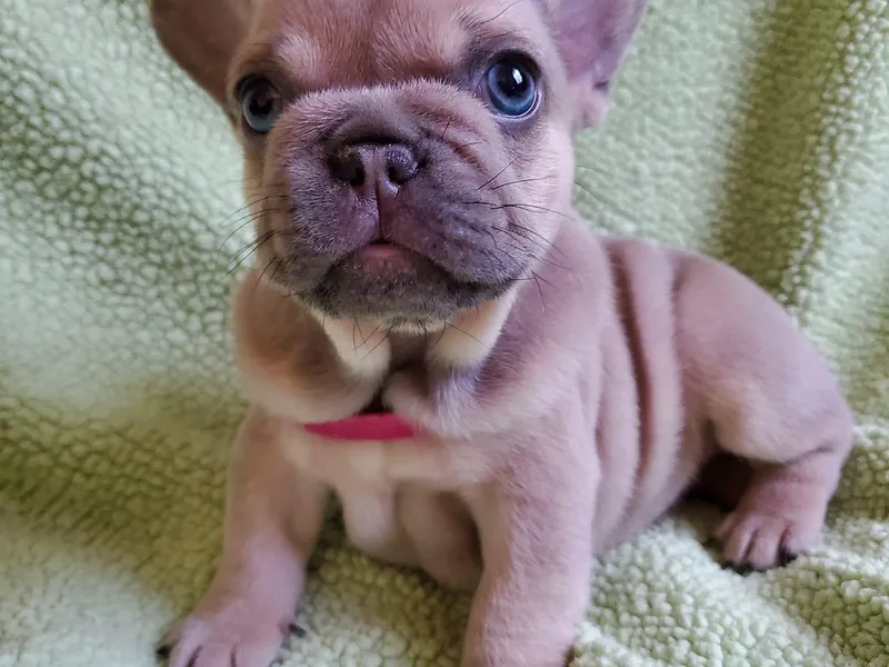 Bossalini French Bulldogs