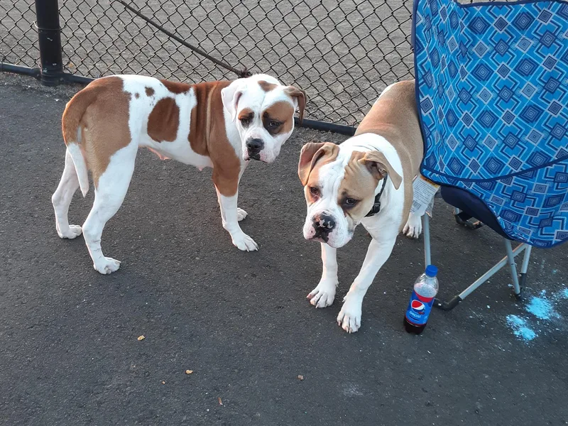 Bossy's Bulldogs