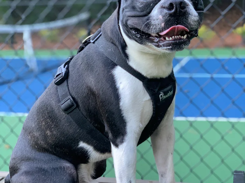 Bosties of Atlanta (BOA)