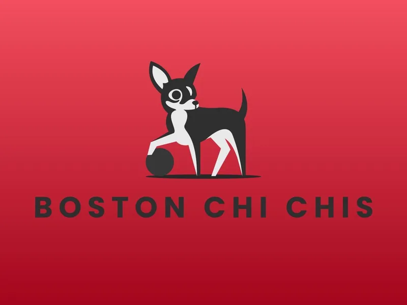 Boston Chi Chis