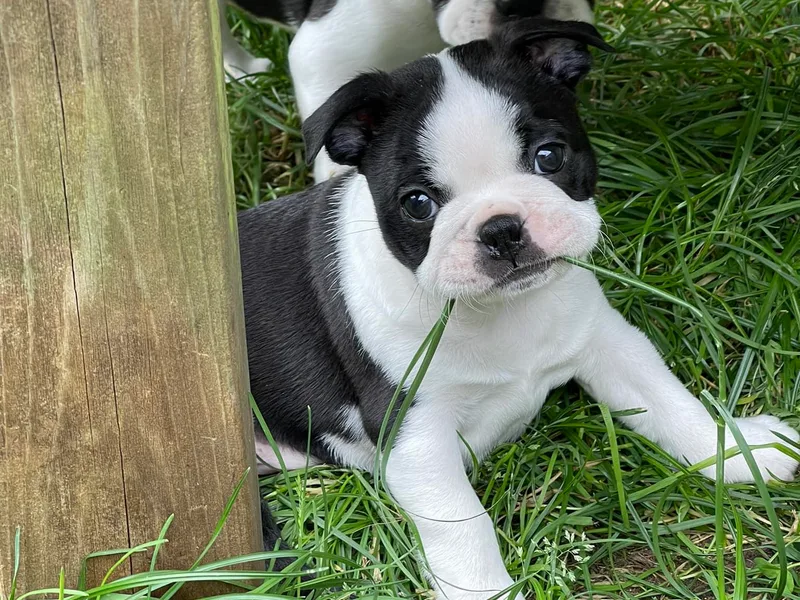 Boston Terrier Besties