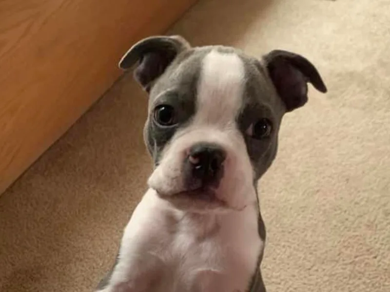 Boston Terrier Puppies