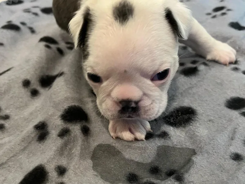 Boston Terriers of Conroe