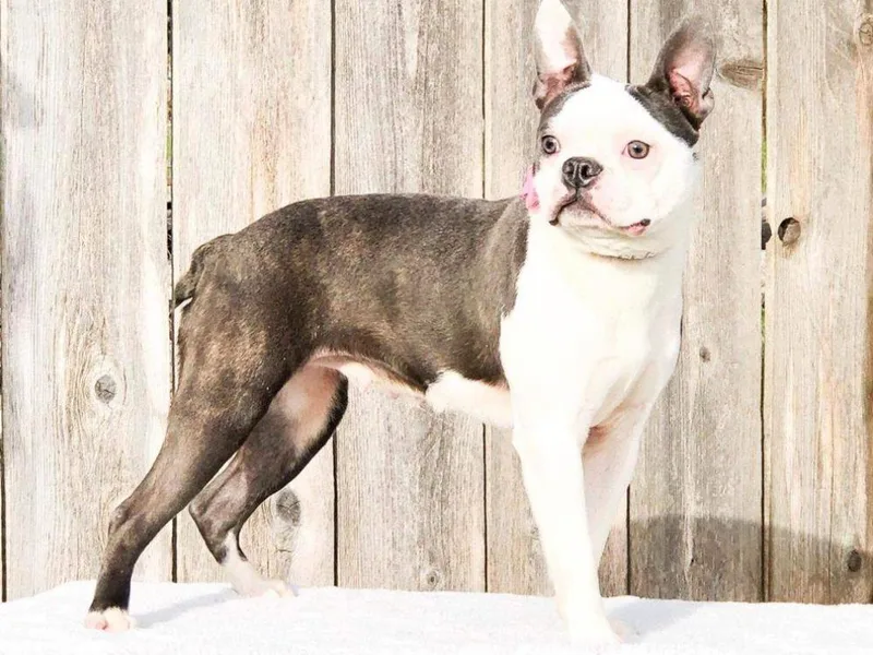 Boston Terriers R Lil Angels