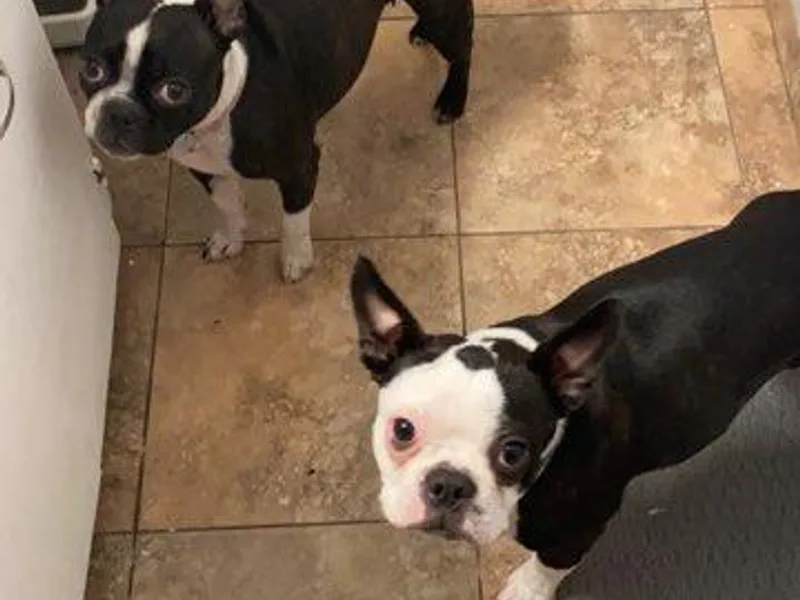 Boston Terriers