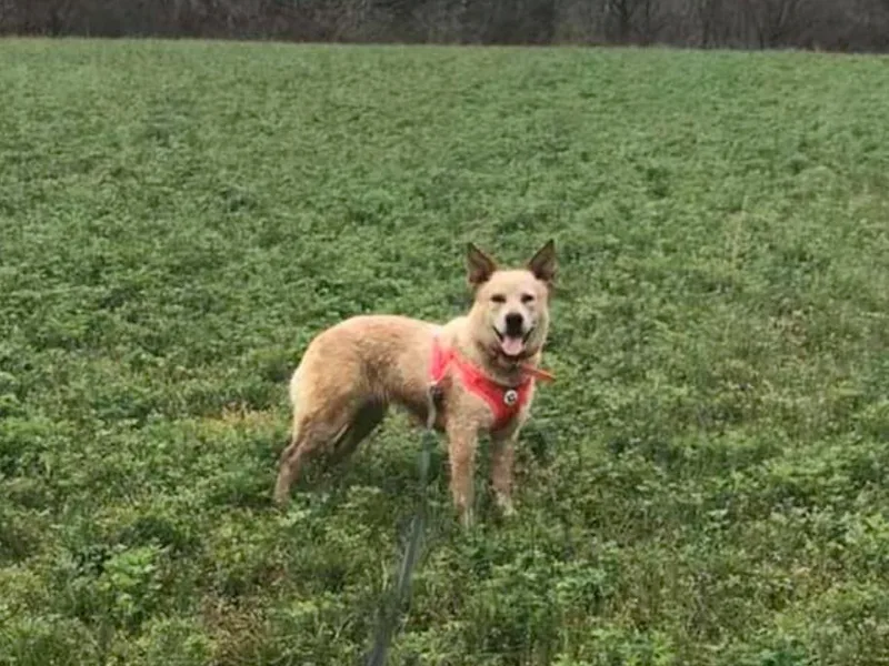 Bosworth Australian Cattle Dogs