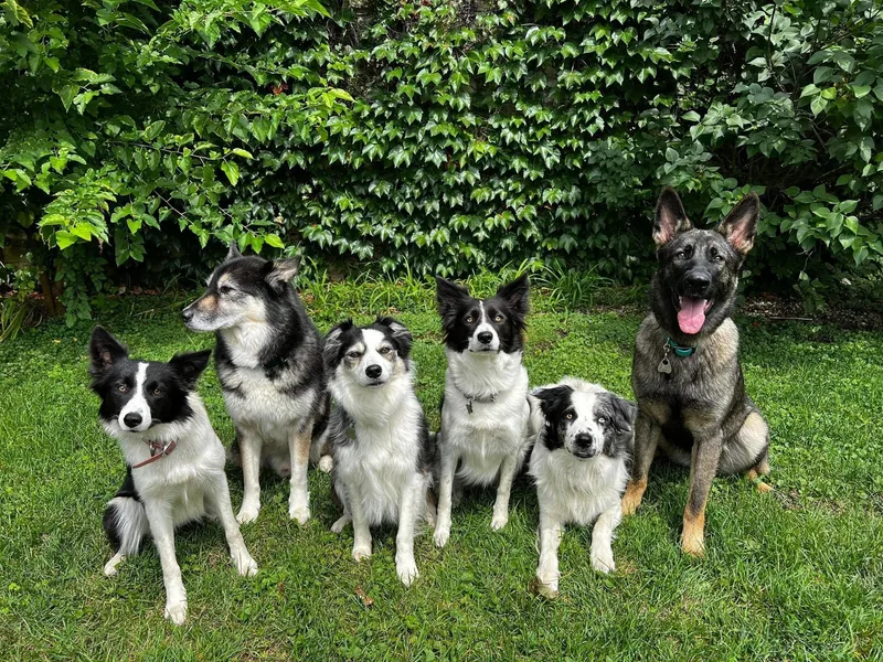 Botanical Border Collies